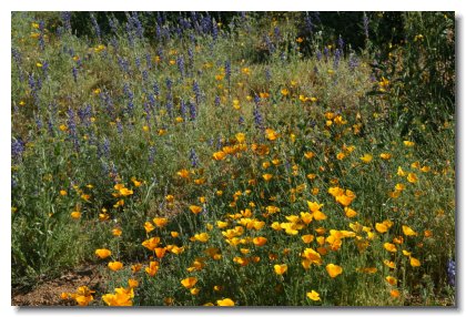 Apache (6)   Mexican Poppies